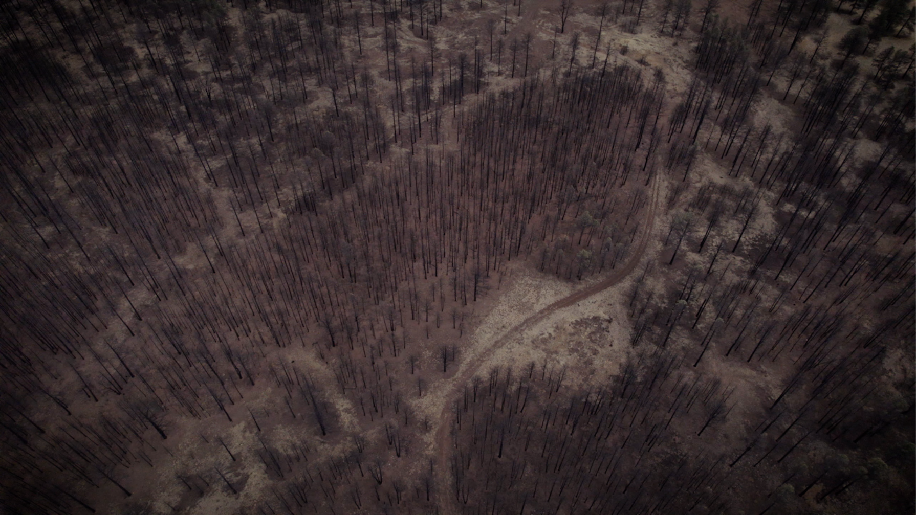 catapult-film-fund-films-burn-scar