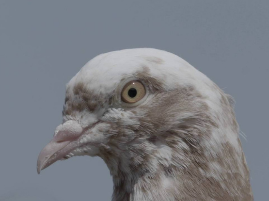 Pigeon Kings